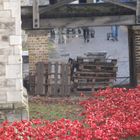 Tower of London - Beefeater watching the poppies being removed