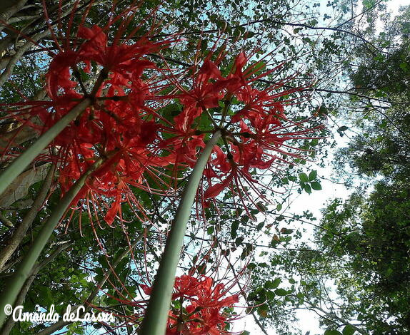 Towering Spider Lilies