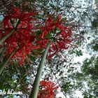 Towering Spider Lilies