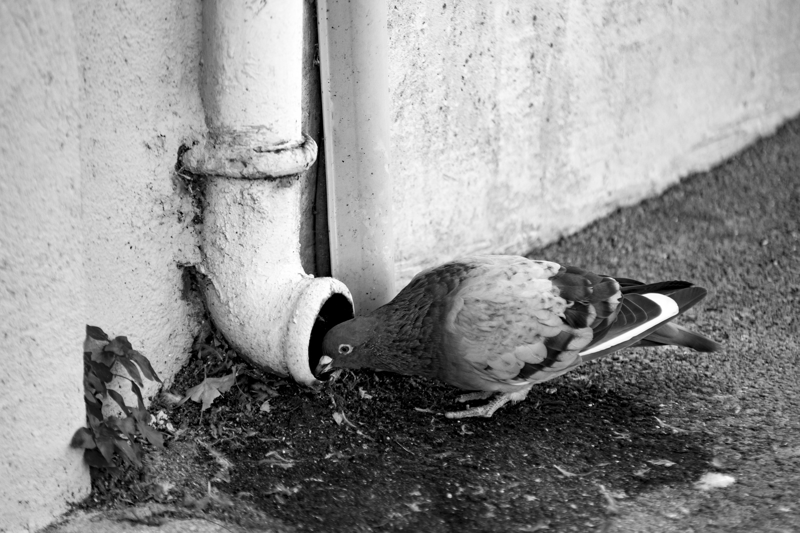 TOWN PIGEON