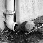 TOWN PIGEON