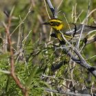 Townsend-Waldsänger - Townsend's Warbler (Dendroica townsendi)