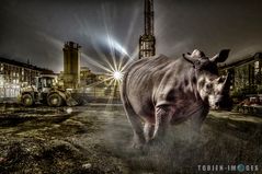 Townsfolk - Rhino