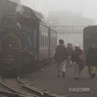 Toy train in Darjeeling im nebel