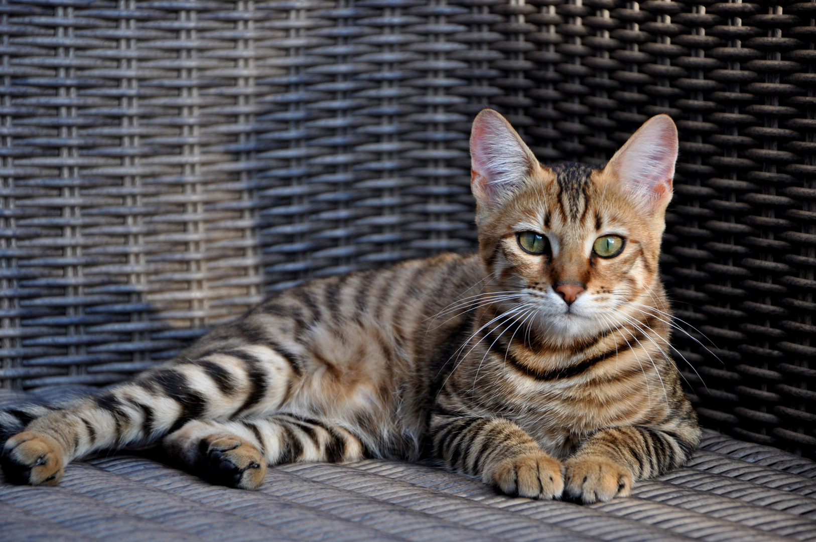 Toyger