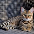 Toyger