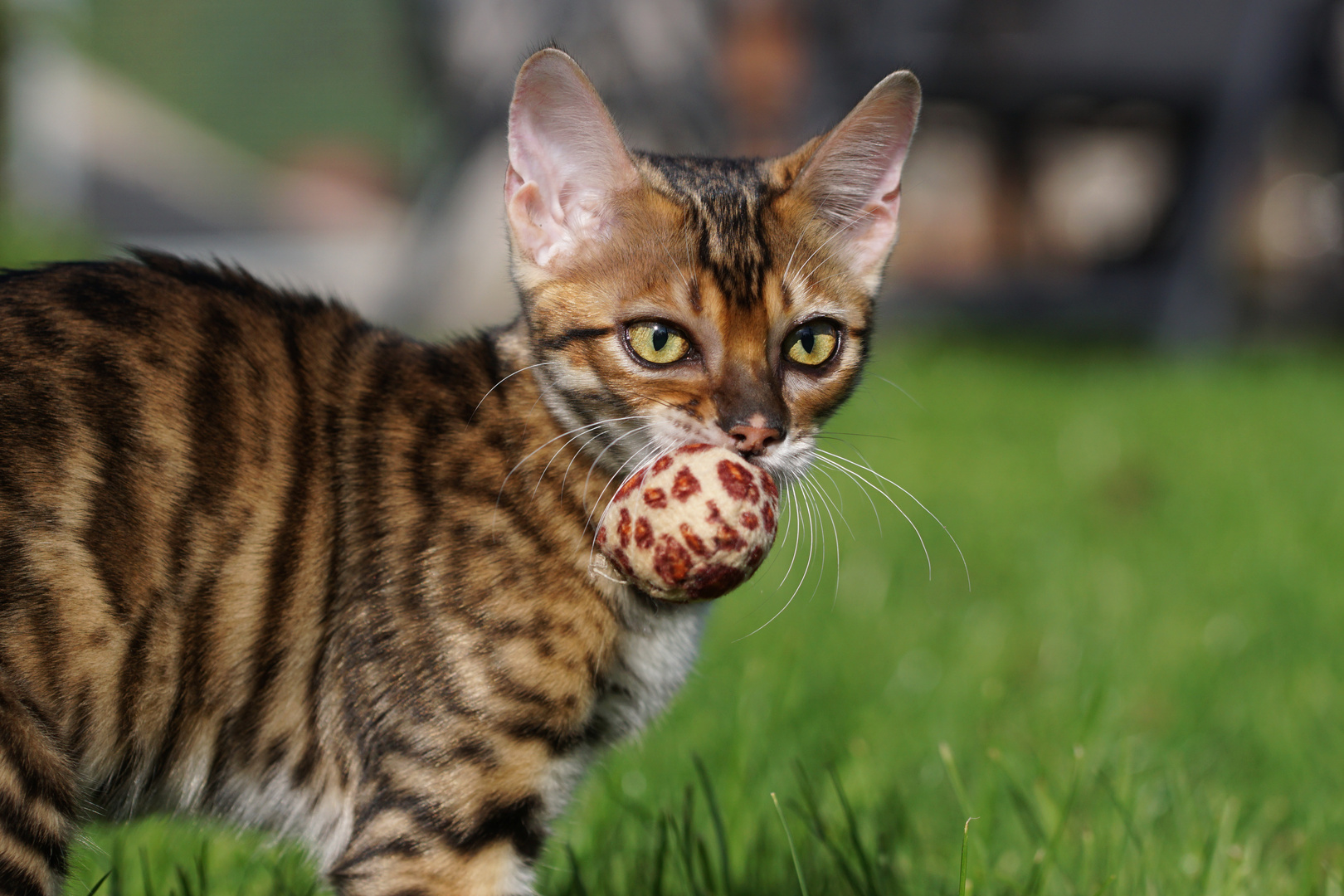 Toyger baby 