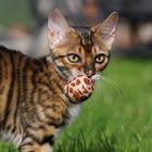 Toyger baby 