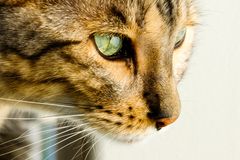 Toyger Close Up
