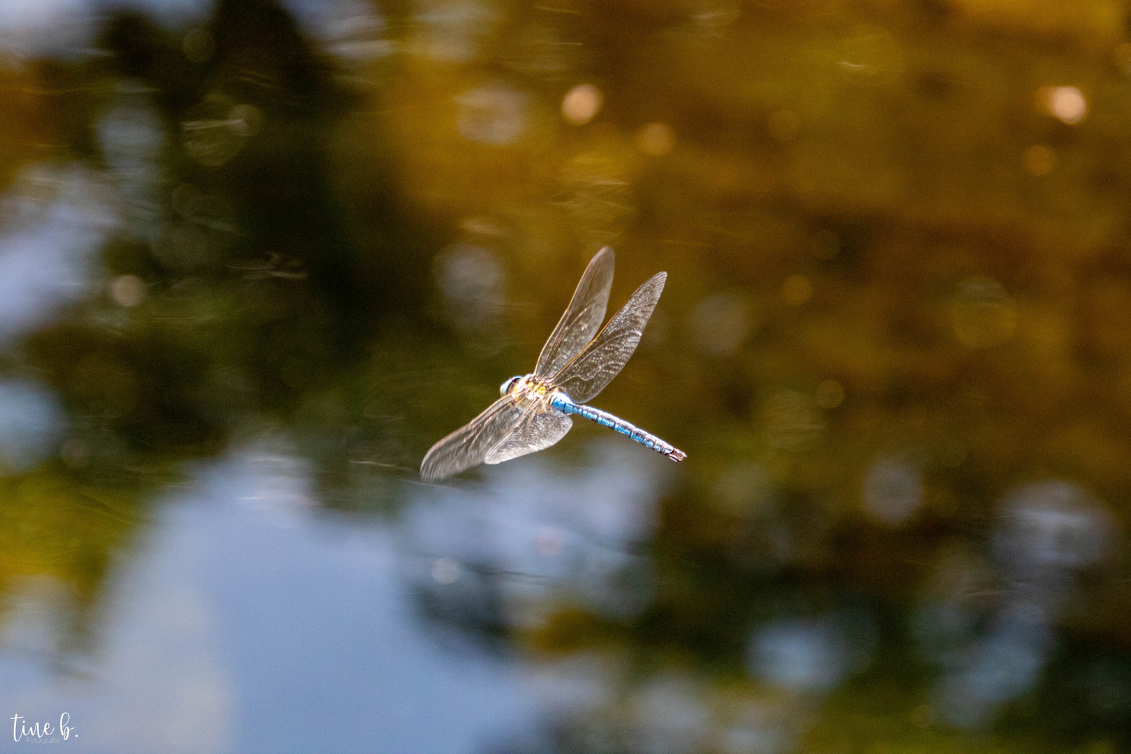 TR-Wilhelma - Libelle im Flug