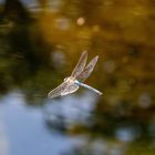 TR-Wilhelma - Libelle im Flug