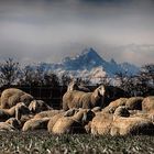 tra Alessandria ed il Monviso