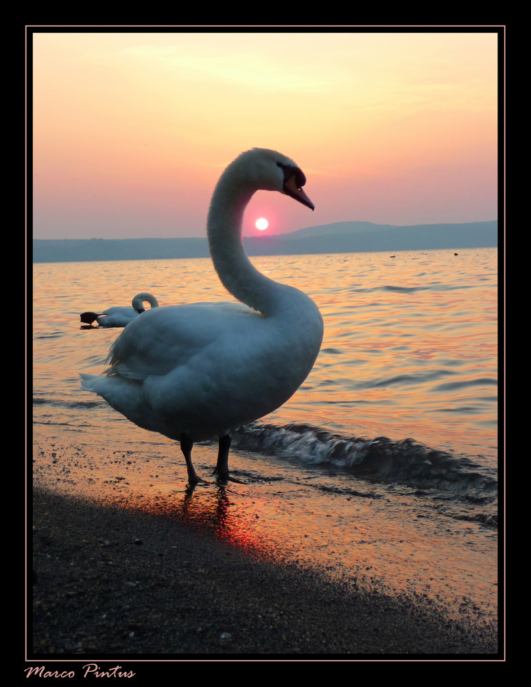 Tra cigni e tramonto