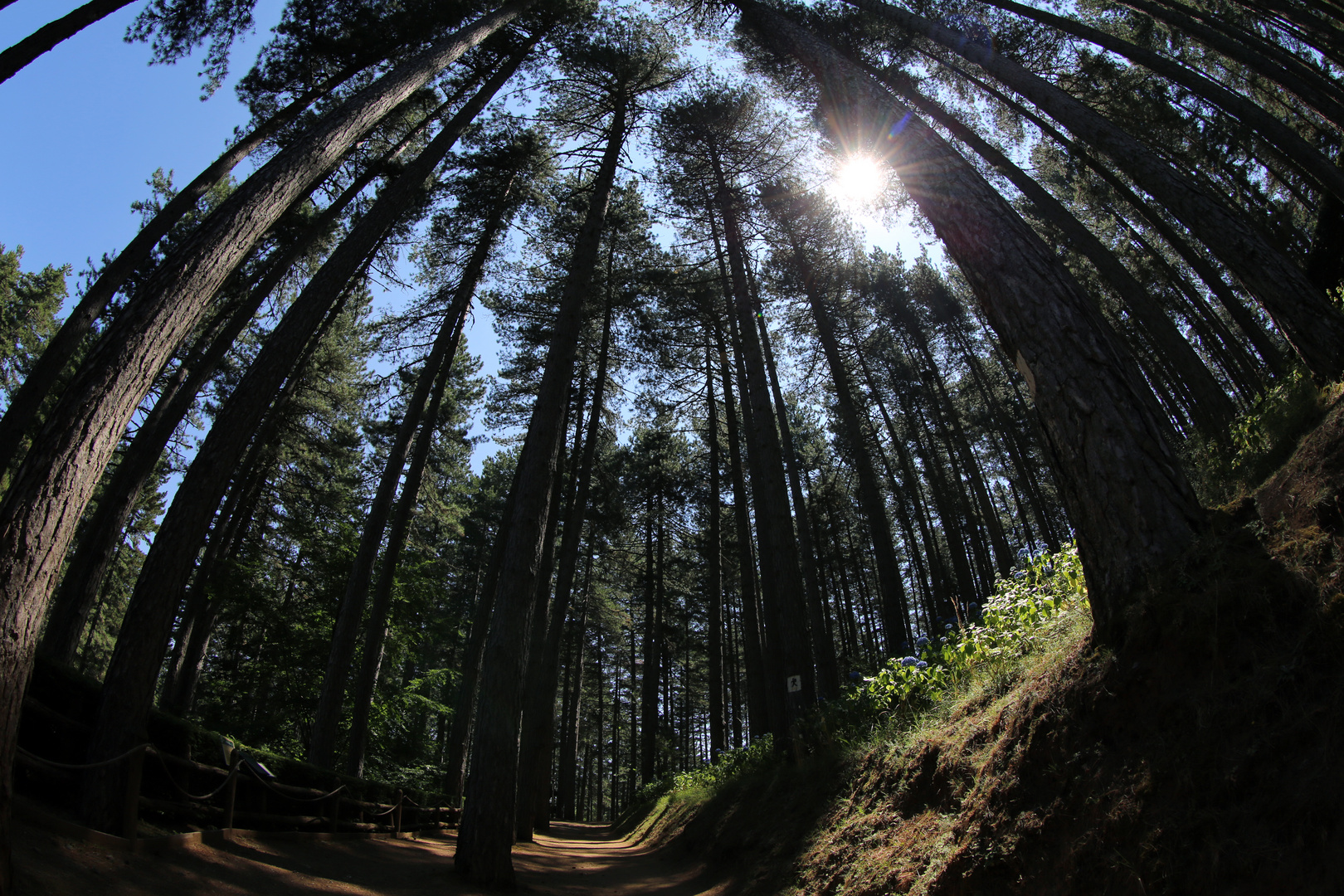 tra gli alberi