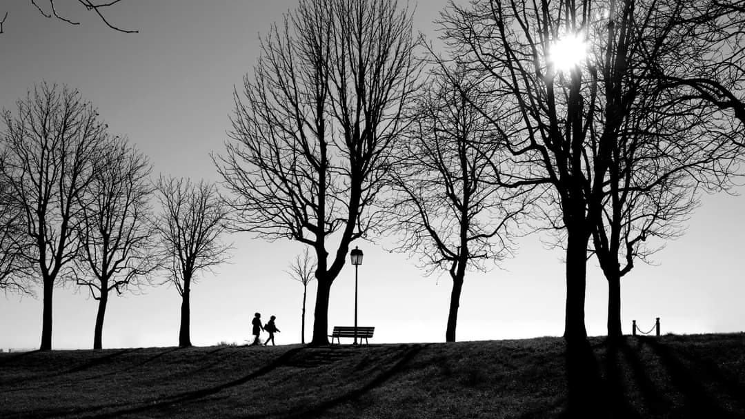 Tra gli alberi spogli 