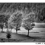 Tra i boschi del Cadore