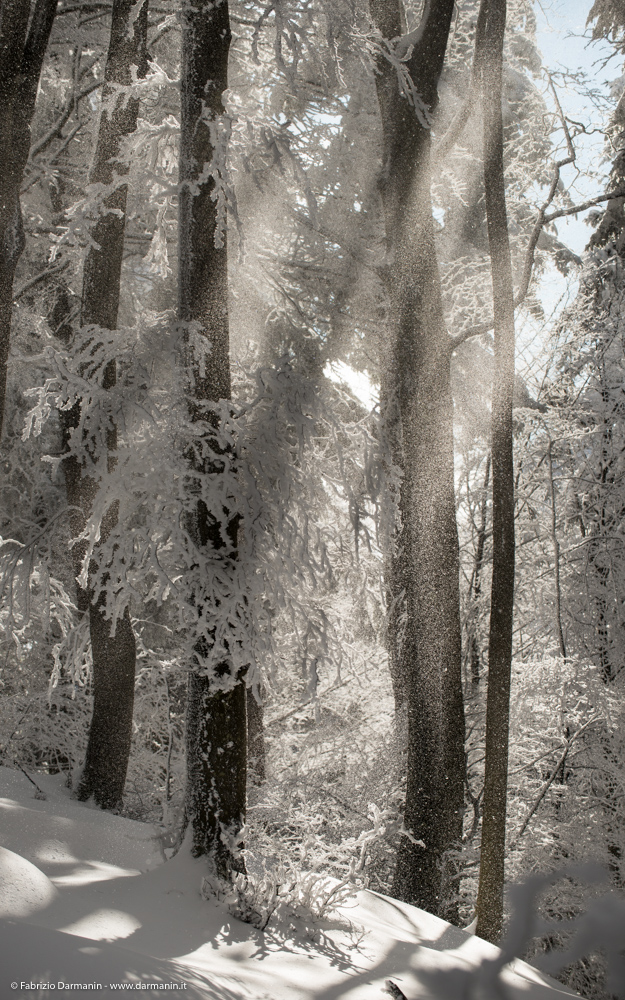 Tra i faggi innevati