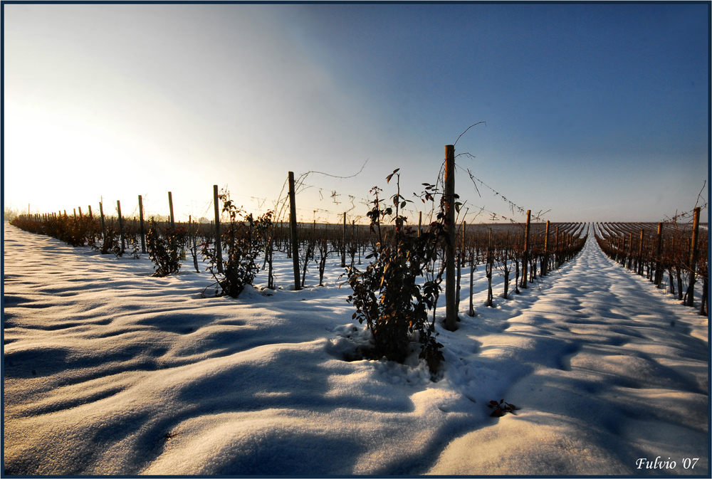 Tra i filari d'inverno