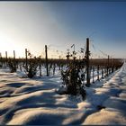 Tra i filari d'inverno