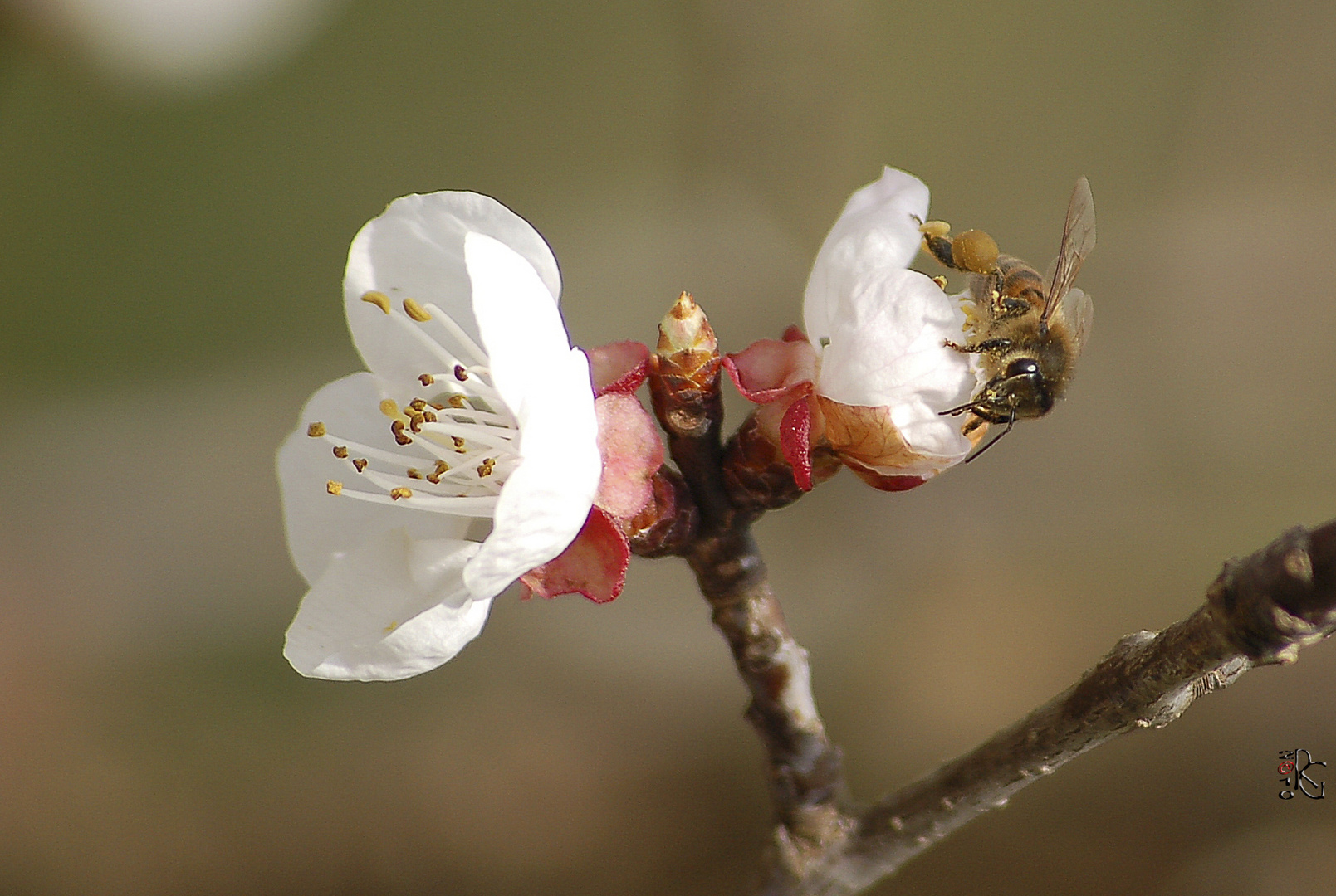 Tra i fiori d'albicocco