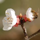 Tra i fiori d'albicocco