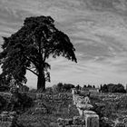 Tra i ruderi di Paestum