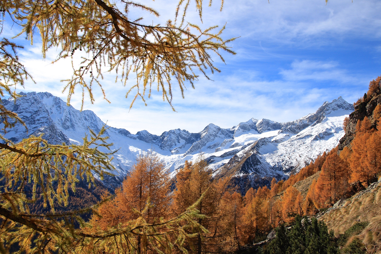 Tra il candido e il dorato