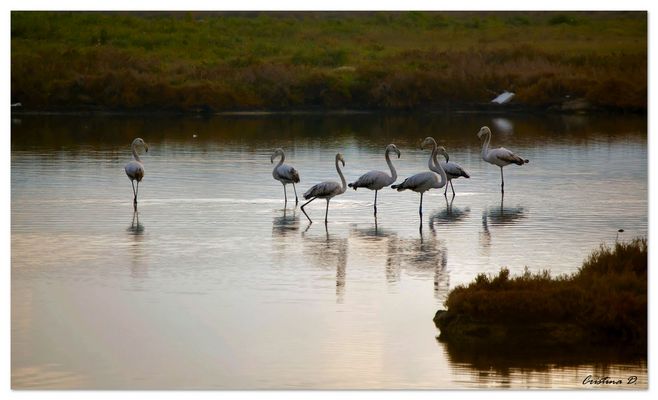 tra il rosa e il bianco... il grigio