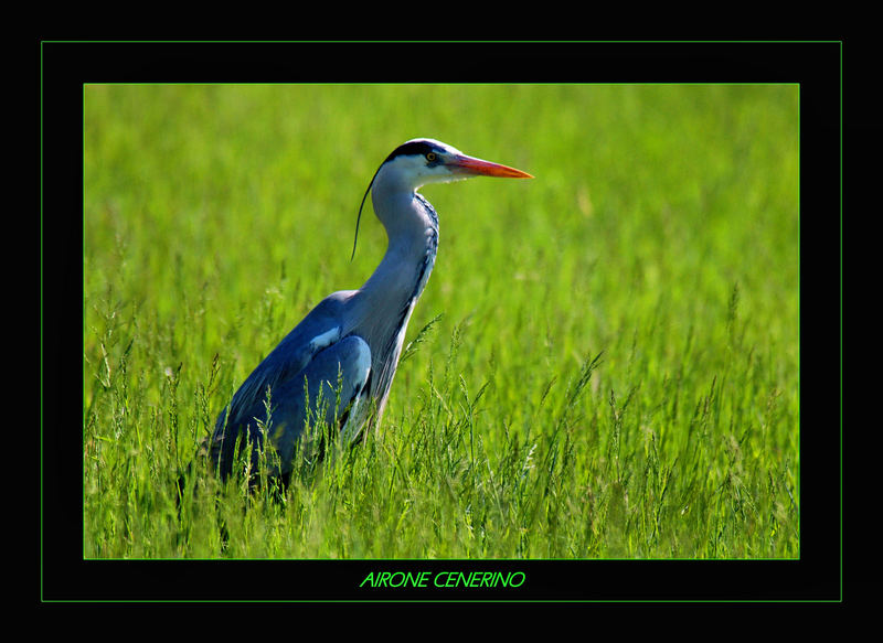 tra il verde.....