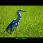 tra il verde.....