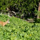 Tra il verde di giugno