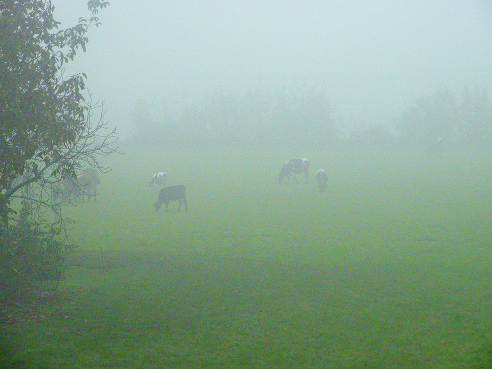 Tra la nebbia....