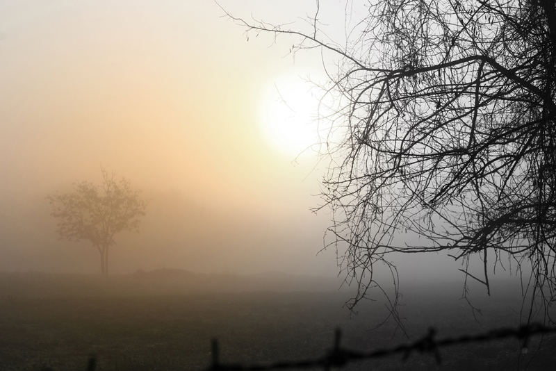 Tra la nebbia ...