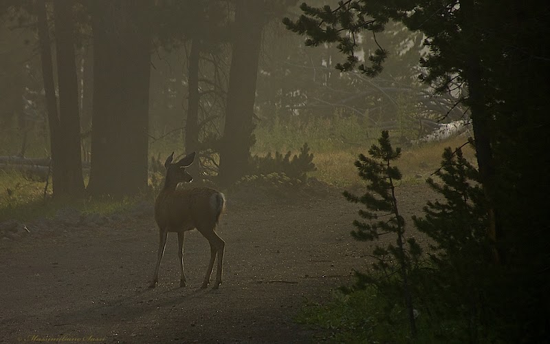 Tra la nebbia del mattino