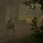 Tra la nebbia del mattino