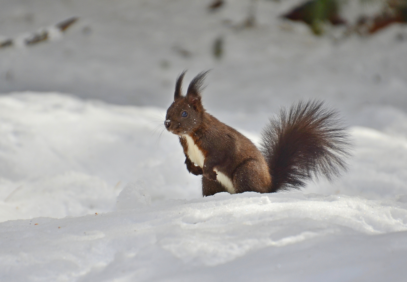 Tra la neve