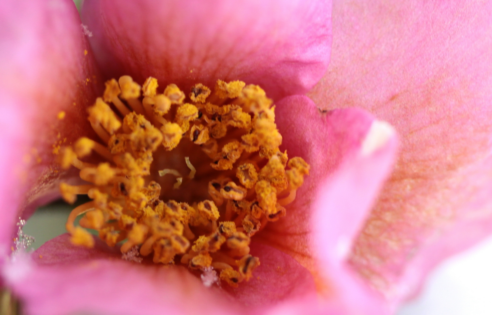 TRA LA NEVE... UN FIORE