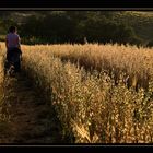 tra le dolci colline del sannio...