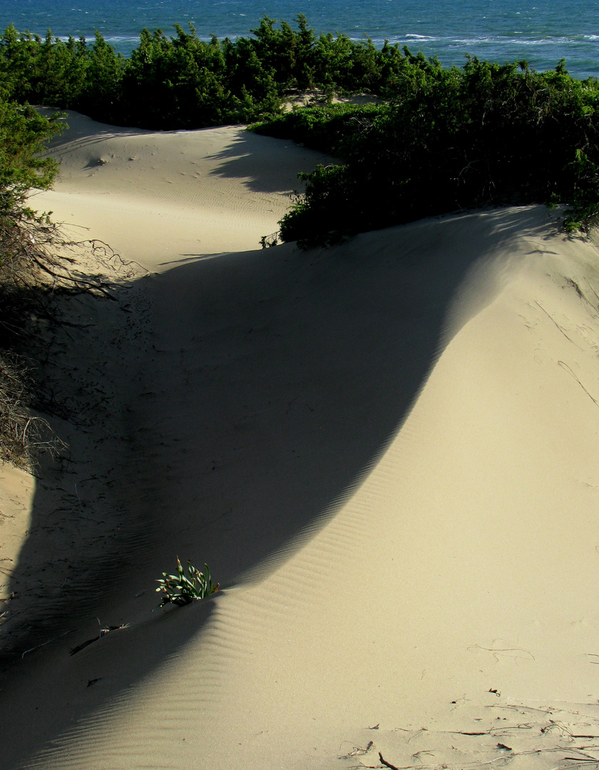 Tra le dune