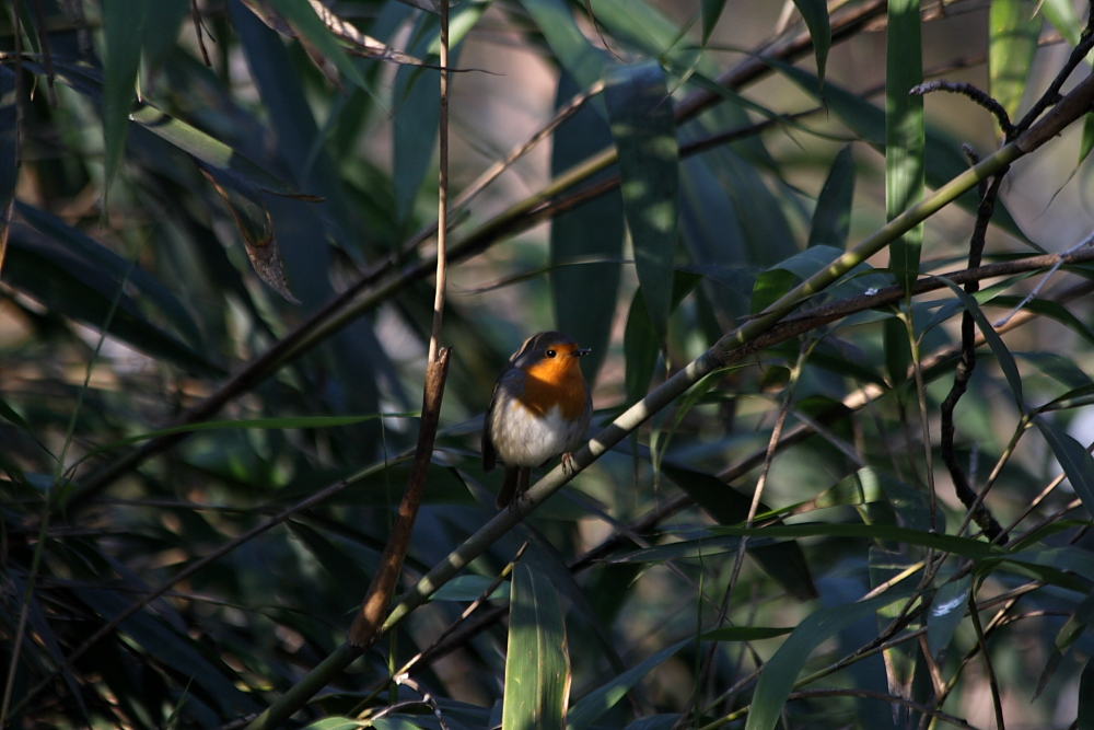 tra le fronde