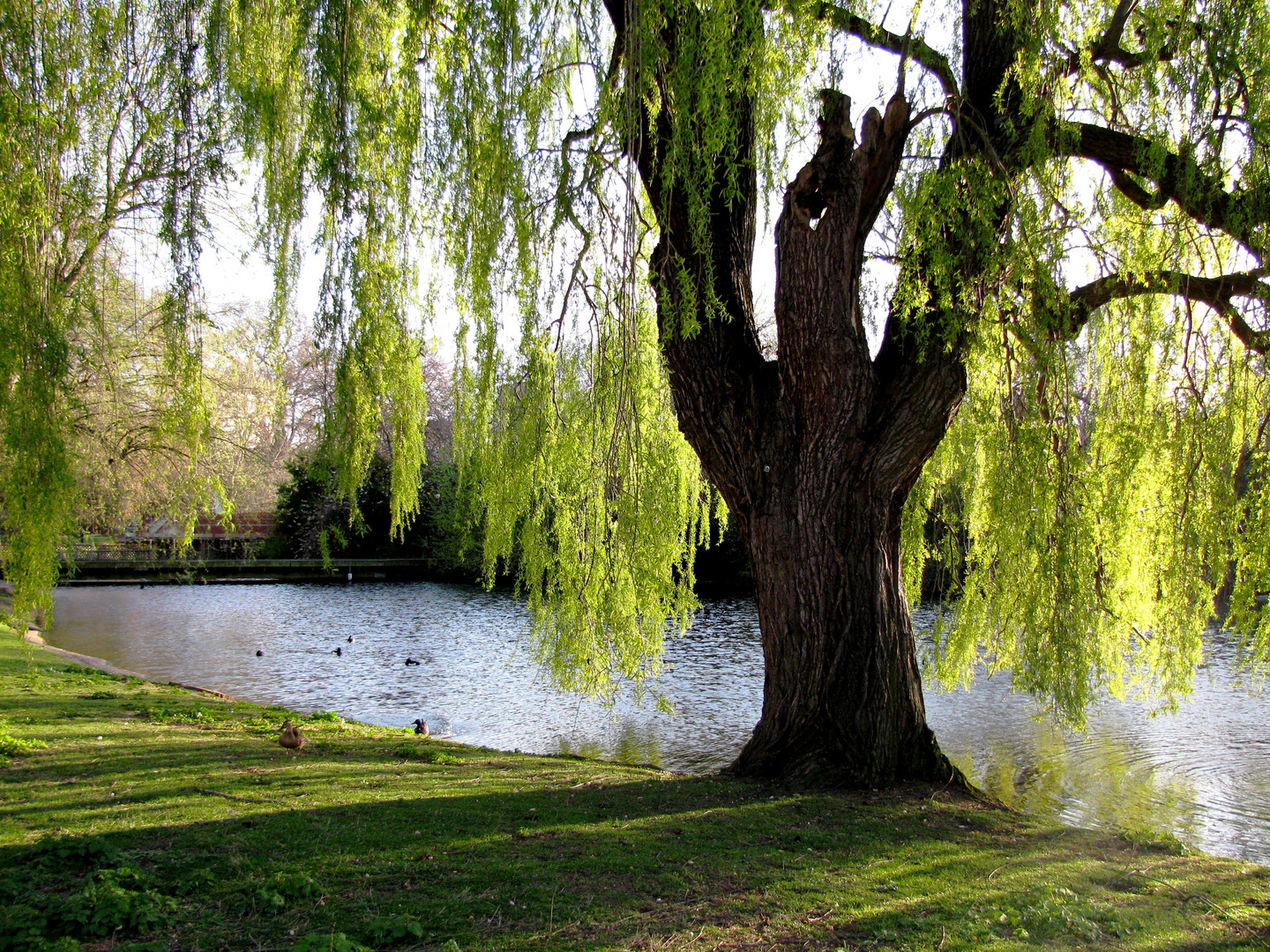 Tra le fronde