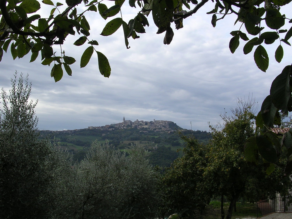 tra le fronde