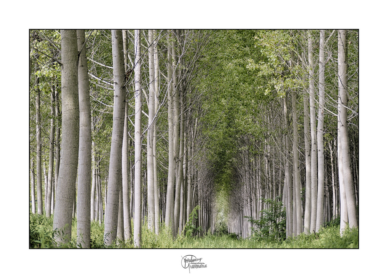 Tra le fronde degli alberi stormisce il mondo...