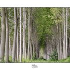 Tra le fronde degli alberi stormisce il mondo...