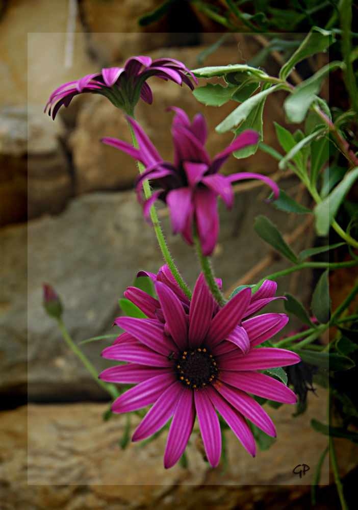 Tra le pietre...il colore