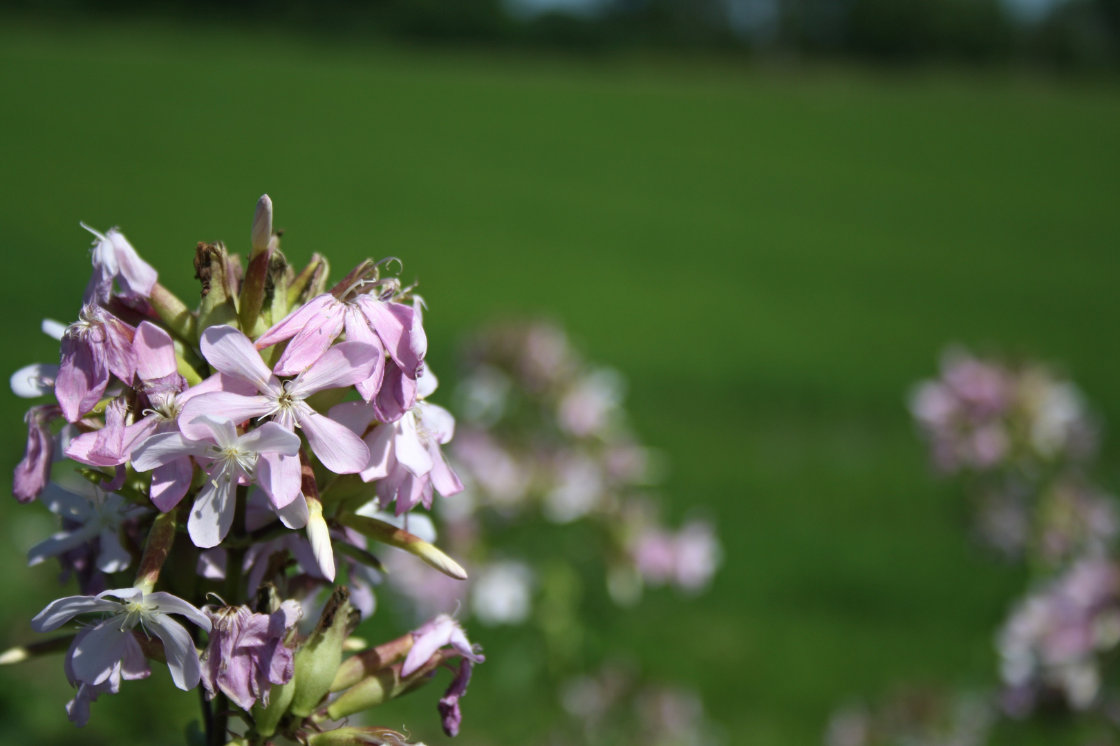 Tra le risaie... un fiore.