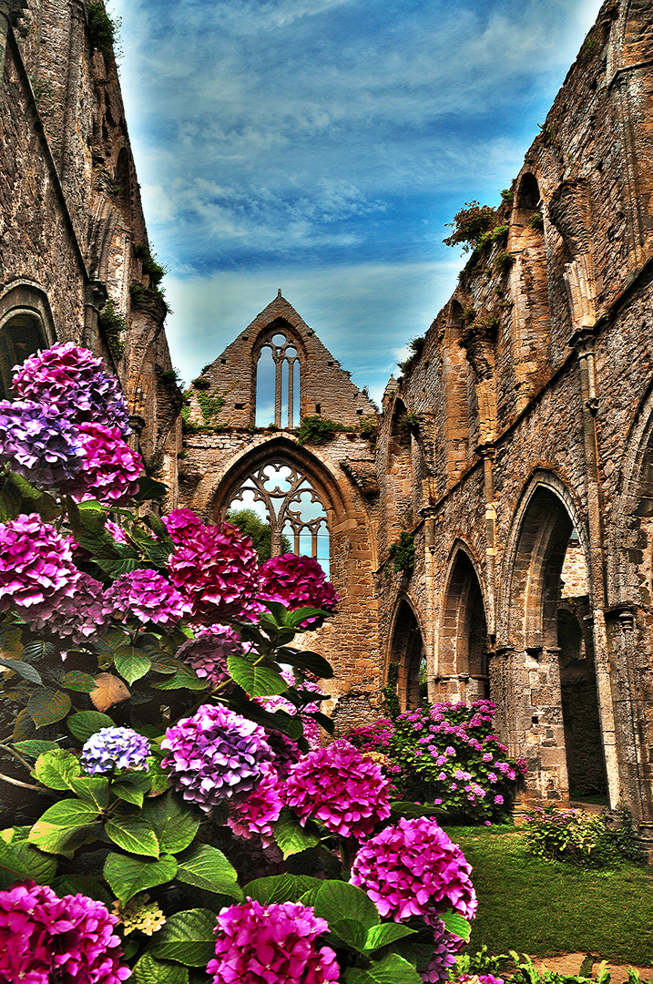 Tra le rovine dell'Abbazia di Beauport