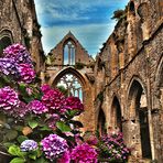 Tra le rovine dell'Abbazia di Beauport