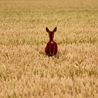 ...tra le spighe di grano dorato