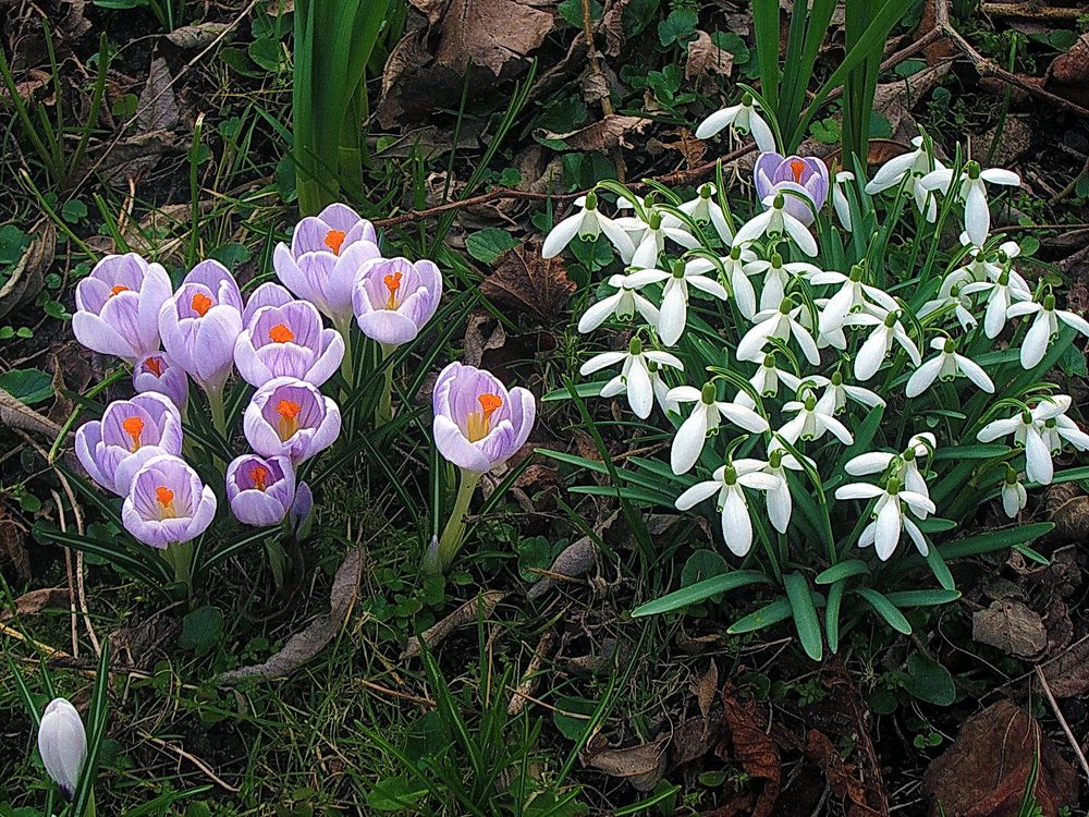 Tra-ri-ra der Frühling, der ist da .....